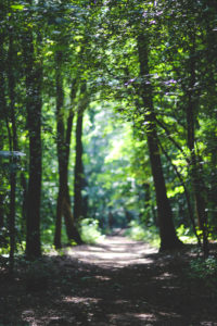 nature-forest-trees-path